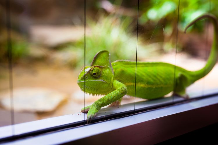 Terárium pre chameleóna