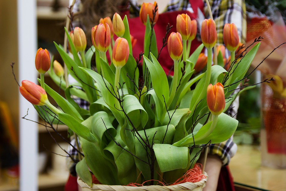 Pestovanie tulipánov v kvetináči aj záhrade