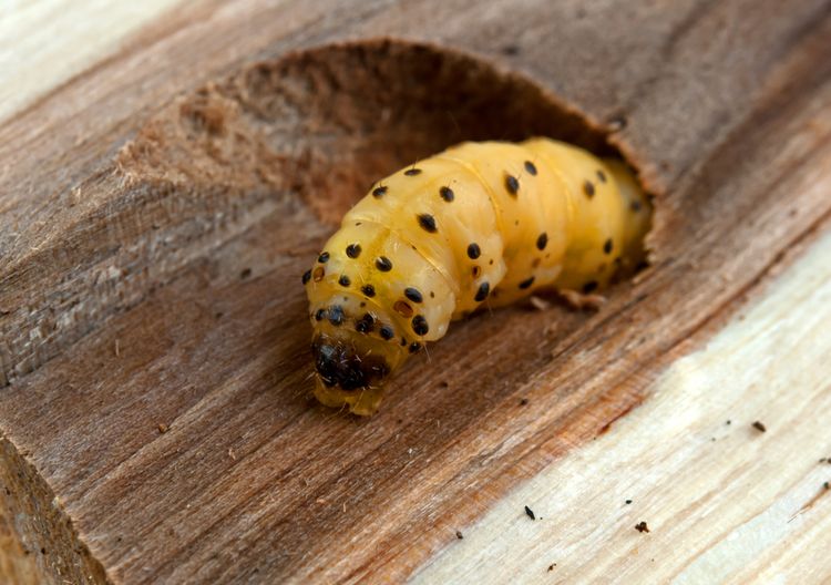 Larva červotoča v dreve