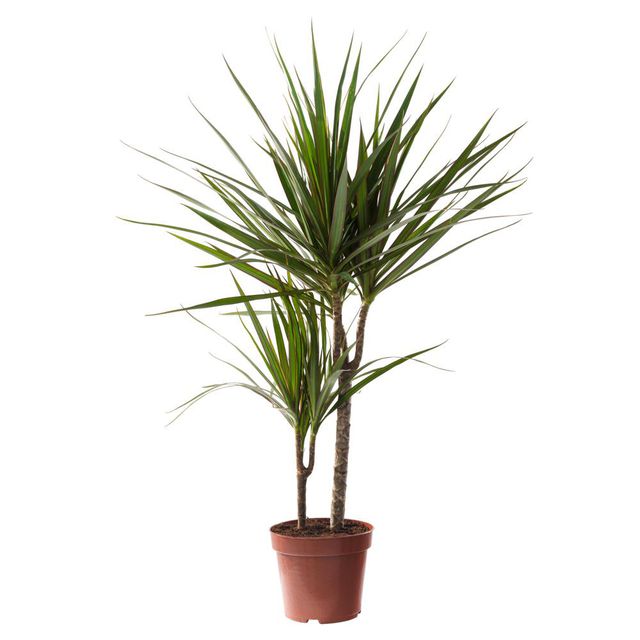 dracena v květináči