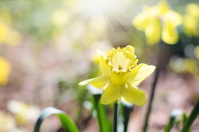 Užitie Narcisu spôsobuje tráviace ťažkosti