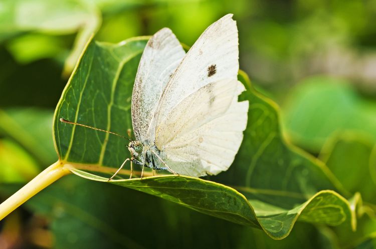 Bělásek zelný - známý škůdce zelí či kapusty