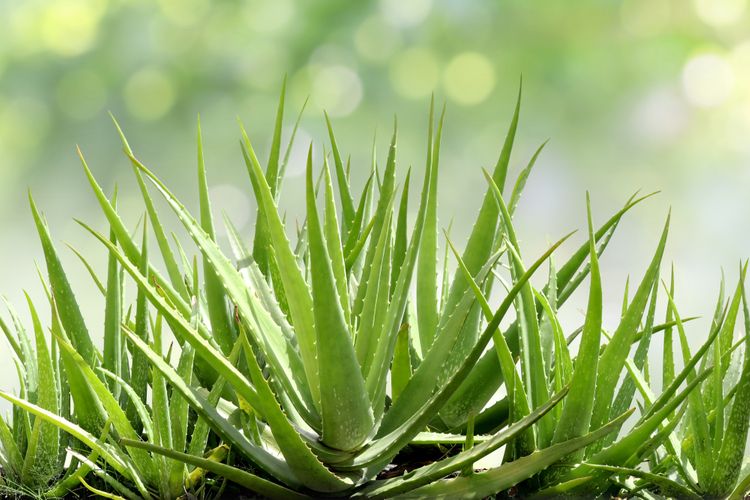 Aloe Vera potrebuje na rast dostatok svetla