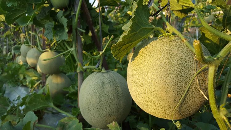 Cucumis melo - cukrový melón