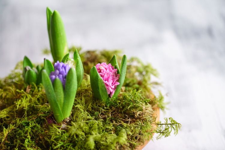 Hyacinty zasadené v kvetináči s machom