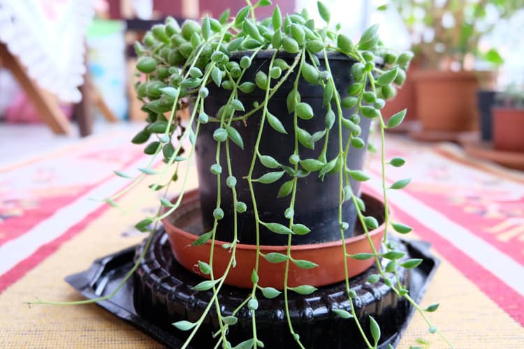 Senecio herreianus