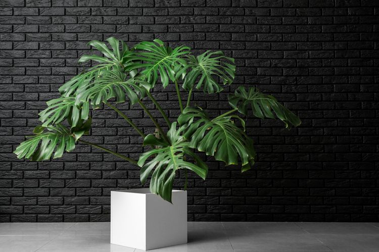 Monstera do tmavých kútov aj do tieňa